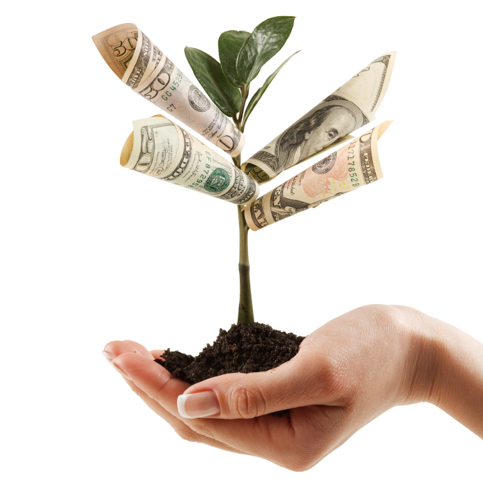 Money seedling for finance and flowers talk