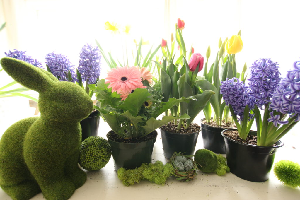 Moss_Hyacinth_Rabbit_Gerber Hopping Into Spring - East Coast Garden Center