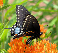 black swallowtail on orange asclepias