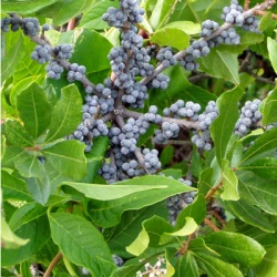 Bayberry Northern