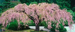 Cherry Pink Weeping