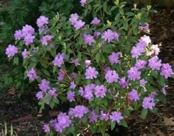 Rhododendron, PJM