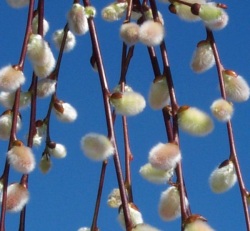 Pussy Willow, Weeping