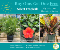Hot Summer Sale -- BOGO Tropical Hibiscus (10&quot;), Croton (6&quot;), and Roebelenii Palm (10&quot;)