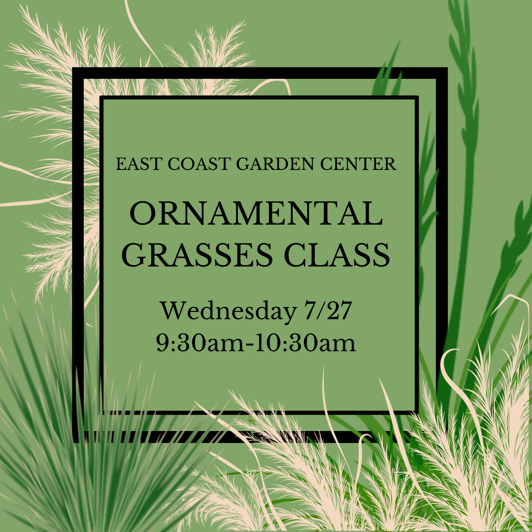 CLASS: Ornamental Grasses