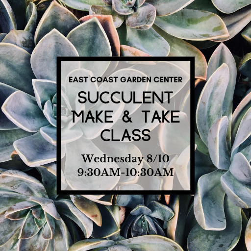 CLASS: Succulent Make & Take