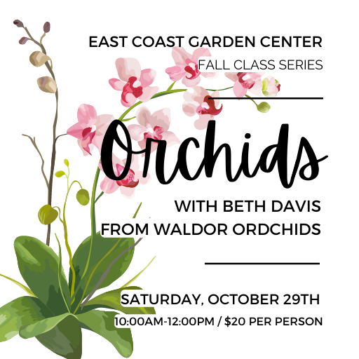CLASS: Orchids With Beth Davis